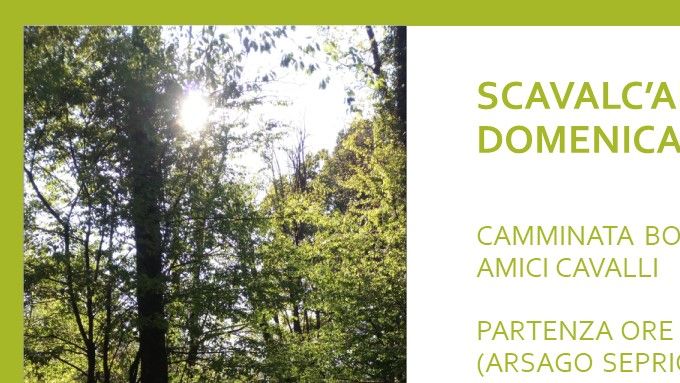 Niente di meglio di una bella passeggiata nel bosco in questa calda estate!